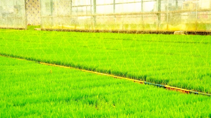 广西贵港:科技助春耕 稳粮促丰收
