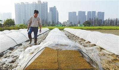 春雨润万物 大湾区乡镇春耕忙
