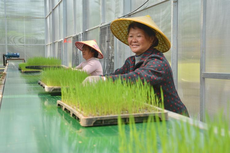 华容:早稻集中育秧34.9万亩