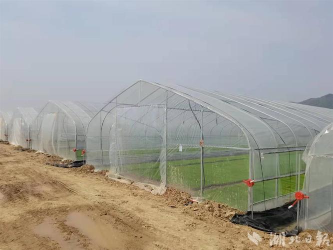 好秧一半稻 阳新率洲工厂化育秧助力早稻生产
