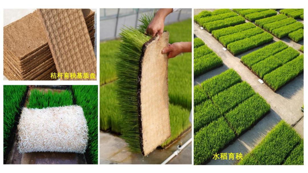 以秸秆为原料工厂化制造育秧基质块产品,用于水稻机插育秧,所用秸秆为