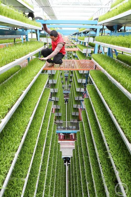 3月27日,重庆市永川区仙龙镇智能化育秧工厂,农技员在智能化育秧工厂